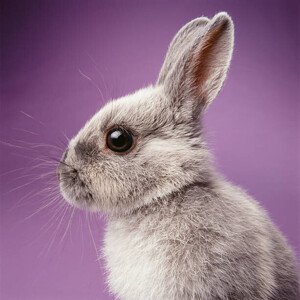 Umělecká fotografie Rabbit on purple background, GK Hart/Vikki Hart, (40 x 40 cm)