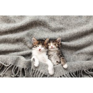 Umělecká fotografie Two little kittens sleep with their, Olena Ivanova, (40 x 26.7 cm)