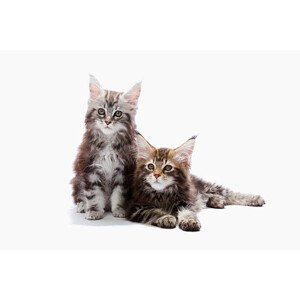 Umělecká fotografie Two kittens of Maine coon cat, ULTRA.F, (40 x 26.7 cm)