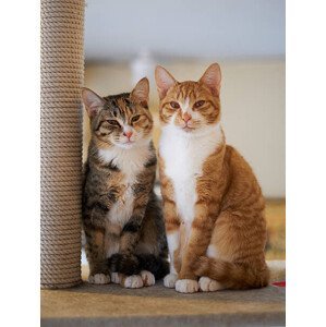 Umělecká fotografie Portrait of Two Young Cats, Akimasa Harada, (30 x 40 cm)