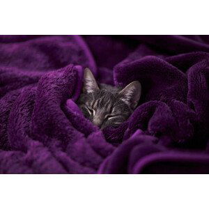 Umělecká fotografie Tabby cat sleeping wrapped on blanket, Daniel Lozano Gonzalez, (40 x 26.7 cm)