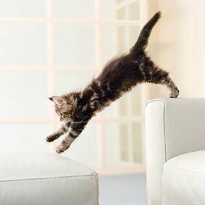 Umělecká fotografie Maine Coon kitten jumping from couch to ottoman, GK Hart/Vikki Hart, (40 x 40 cm)