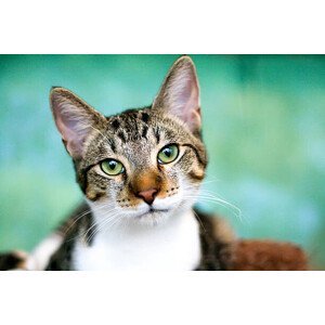 Umělecká fotografie Tabby cat with green eyes looking at camera., Lysandra Cook, (40 x 26.7 cm)
