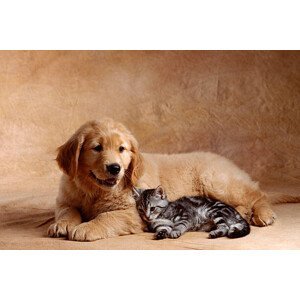 Umělecká fotografie Kitten Leaning Against Golden Retriever Puppy, Don Mason, (40 x 26.7 cm)