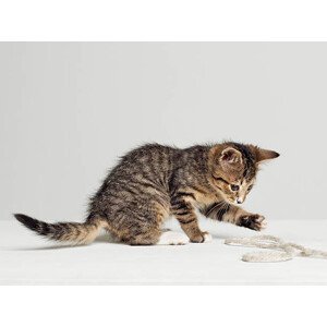 Umělecká fotografie Kitten playing with string, side view, studio shot, Roger Wright, (40 x 30 cm)