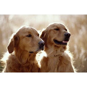 Umělecká fotografie GOLDEN RETRIEVER DOGS, Mike Brinson, (40 x 26.7 cm)