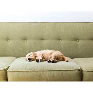 Umělecká fotografie Puppy sleeping on sofa, Jessica Peterson, (40 x 30 cm)
