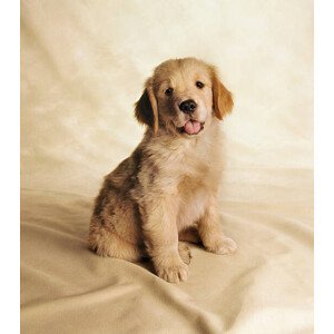 Umělecká fotografie Golden Retriever Puppy, Chris Collins, (35 x 40 cm)