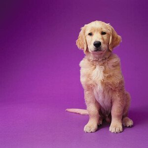 Umělecká fotografie Golden Retriever Puppy, GK Hart/Vikki Hart, (40 x 40 cm)