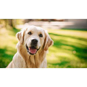 Umělecká fotografie Loyal Golden Retriever Dog Sitting on, gorodenkoff, (40 x 22.5 cm)