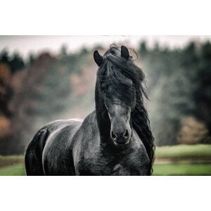 Umělecká fotografie Black pearl of Frisian horse breeding in Poland, zamknięte w migawce, (40 x 26.7 cm)
