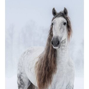 Umělecká fotografie Grey Pure Spanish Horse with long mane., Abramova_Kseniya, (35 x 40 cm)