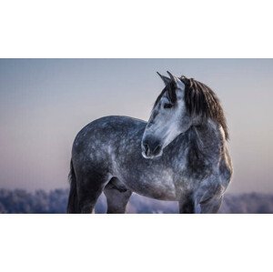 Umělecká fotografie Horizontal portrait of gray Spanish horse, Abramova_Kseniya, (40 x 22.5 cm)