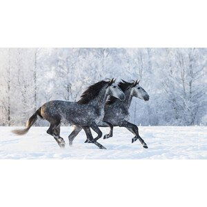 Umělecká fotografie Two running grey Purebred Spanish horses, Abramova_Kseniya, (40 x 22.5 cm)