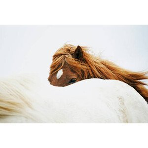 Umělecká fotografie Horses, Markus Renner, (40 x 26.7 cm)