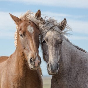 Umělecká fotografie A pair of Icelandic horses in Iceland., Ruslan Stepanov, (40 x 40 cm)