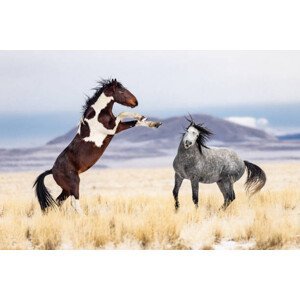 Umělecká fotografie Wild Horses, Jason Hutchison, (40 x 26.7 cm)