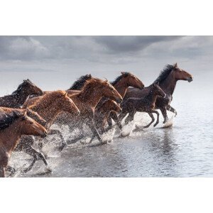 Umělecká fotografie Herd of Wild Horses Running in Water, tunart, (40 x 26.7 cm)