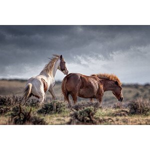 Umělecká fotografie horses, Betty Wiley, (40 x 26.7 cm)