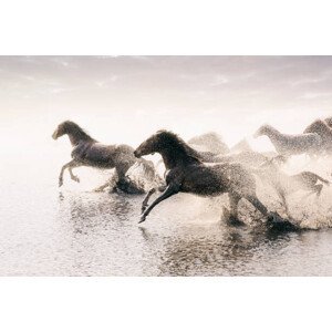 Umělecká fotografie Herd of Wild Horses Running in Water, tunart, (40 x 26.7 cm)