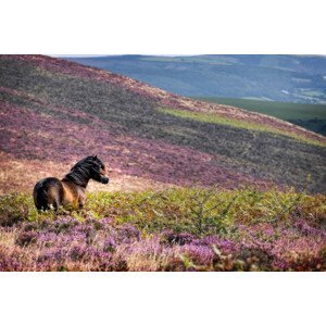 Umělecká fotografie Windswept Pony, Exmoor National Park, Somerset, UK, Martyn Ferry, (40 x 26.7 cm)