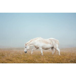 Umělecká fotografie Icelandic Horse On Pasture, borchee, (40 x 26.7 cm)
