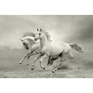 Umělecká fotografie white horses run, mari_art, (40 x 26.7 cm)