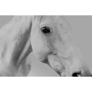 Umělecká fotografie Pferd Schimmel vor neutralem Hintergrund weisser, Tabitha Roth, (40 x 26.7 cm)