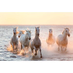 Umělecká fotografie White horses running through water, The Camargue, Peter Adams, (40 x 26.7 cm)