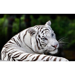 Umělecká fotografie Portrait Beautiful White Bengal Tiger, EMPPhotography, (40 x 24.6 cm)