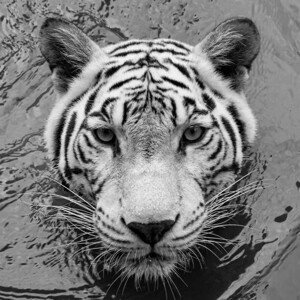 Umělecká fotografie High angle portrait of white tiger,Songkhla,Thailand, Edson Reyes / 500px, (40 x 40 cm)