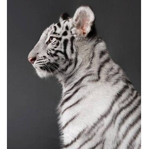 Umělecká fotografie Close-up of white tiger against black, Shizu Luminous / 500px, (35 x 40 cm)