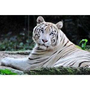Umělecká fotografie White Bengal/Panthera Tigris- facing camera, Daniela White Images, (40 x 26.7 cm)