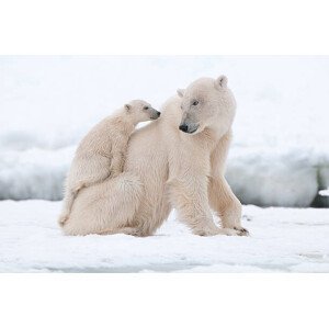 Umělecká fotografie Polar bear, Flinster007, (40 x 26.7 cm)