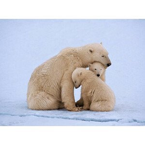 Umělecká fotografie Polar bear with twin cubs (Ursus maritimus), Johnny Johnson, (40 x 30 cm)