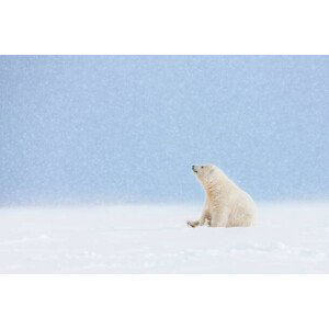 Umělecká fotografie Polar bear cub in falling snow., Patrick J. Endres, (40 x 26.7 cm)