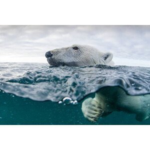 Umělecká fotografie Underwater Polar Bear in Hudson Bay, Canada, Paul Souders, (40 x 26.7 cm)