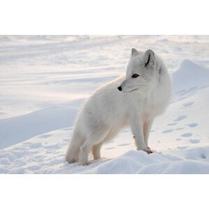 Umělecká fotografie Polar fox., DmitryND, (40 x 26.7 cm)