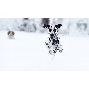 Umělecká fotografie A dalmatian dog in the snow, alberto clemares expósito, (40 x 24.6 cm)