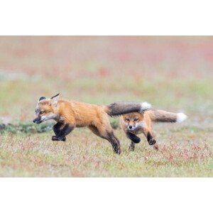 Umělecká fotografie Fox kit chase, Carlos Carreno, (40 x 26.7 cm)