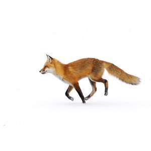 Umělecká fotografie Red Fox in snow, Nikographer [Jon], (40 x 26.7 cm)