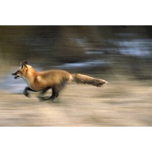 Umělecká fotografie red fox, vulpes vulpes, running,  montana, usa, Mike Hill, (40 x 26.7 cm)