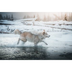 Umělecká fotografie Grey wolf running in the frozen, martinagebarovska, (40 x 26.7 cm)