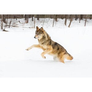 Umělecká fotografie Gray Wolf in Winter, KenCanning, (40 x 26.7 cm)
