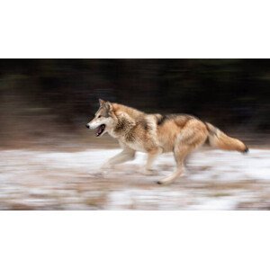 Umělecká fotografie Wolf in the USA, Kathleen Reeder Wildlife Photography, (40 x 22.5 cm)