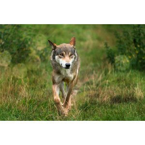 Umělecká fotografie close up of a running wolf, winyuu, (40 x 26.7 cm)