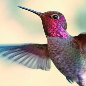 Umělecká fotografie Anna's hummingbird, by Ed Sweeney, (40 x 40 cm)