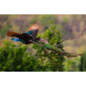 Umělecká fotografie Male Indian peafowl, Blue peafowl(Pavo, cristatus), kajornyot, (40 x 26.7 cm)