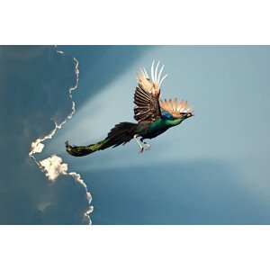 Umělecká fotografie peacock flying on blue sky, charti1, (40 x 26.7 cm)