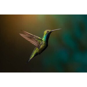 Umělecká fotografie Close-up of hummingbird flying over water,Jardin, Pablo Ramos / 500px, (40 x 26.7 cm)